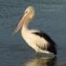 pelicanul